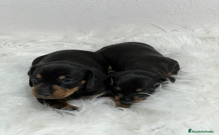 Teckel Miniatura perros - Anuncio 10