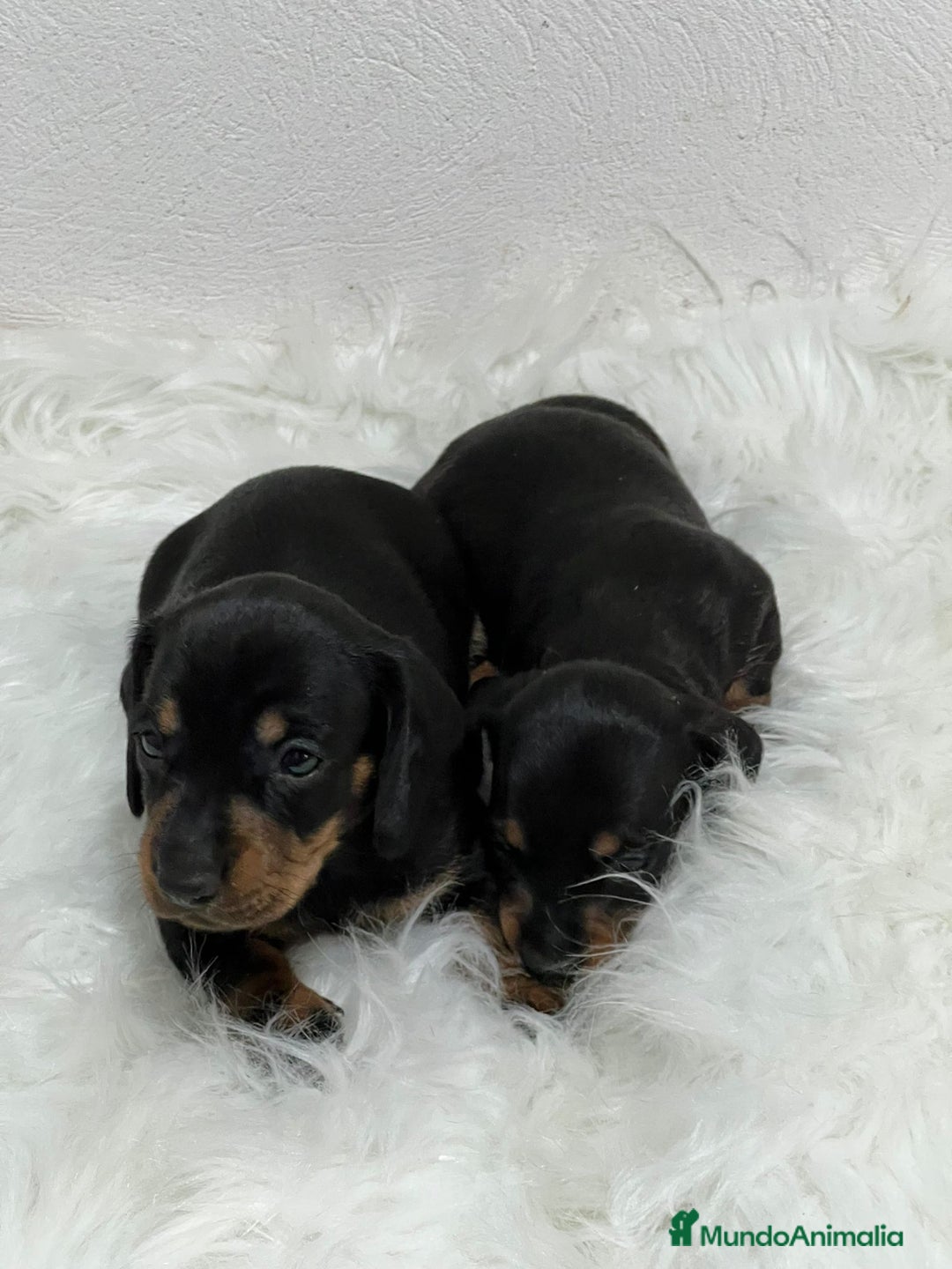 Teckel Miniatura perros en venta: TECKEL MINI - Imagen 1