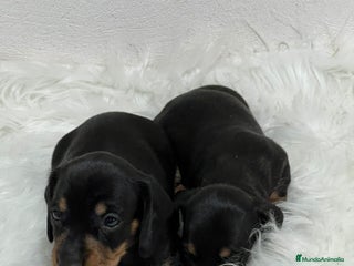 Teckel Miniatura perros - Anuncio 32