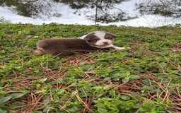 Pastor Australiano perros en venta: Pastor Australiano  - Imagen 4