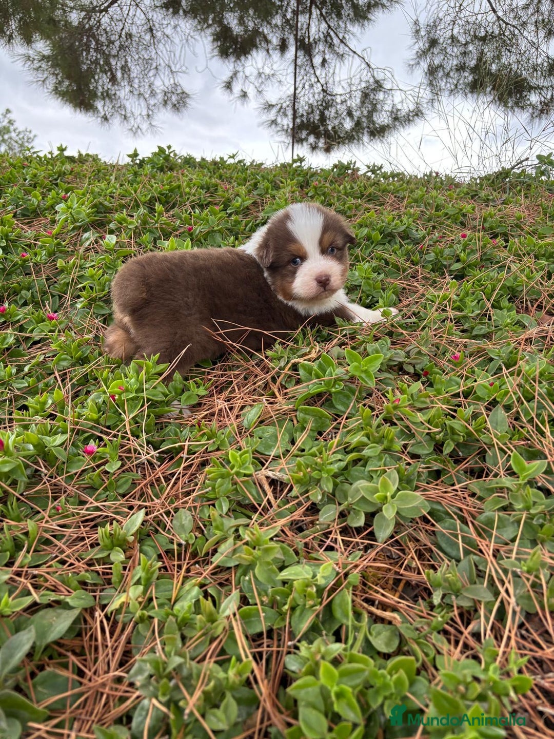 Pastor Australiano perros en venta: Pastor Australiano  - Imagen 4