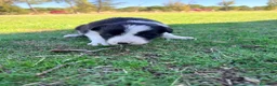 Border Collie perros en venta: Border collie - Anuncio 28