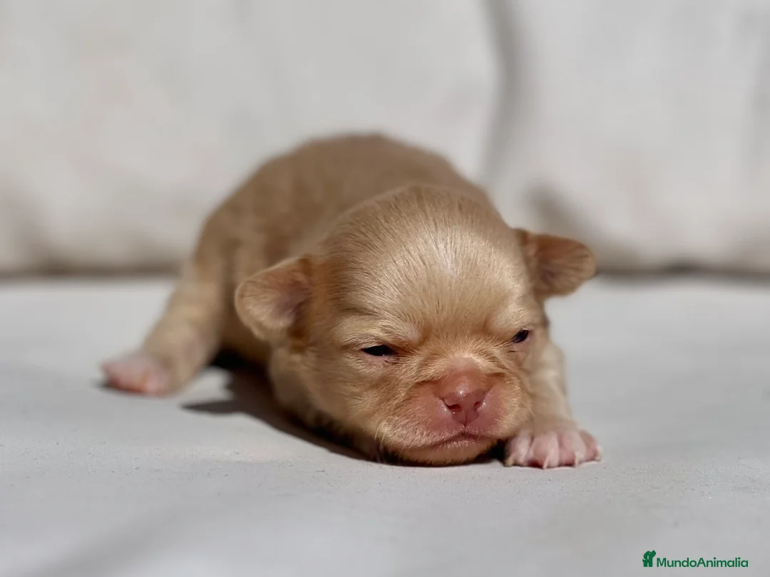 Chihuahua perros en venta: CHIHUAHUA LILAC GOLD LÍNEA RUSA CABEZA DE MANZANA - Anuncio 2