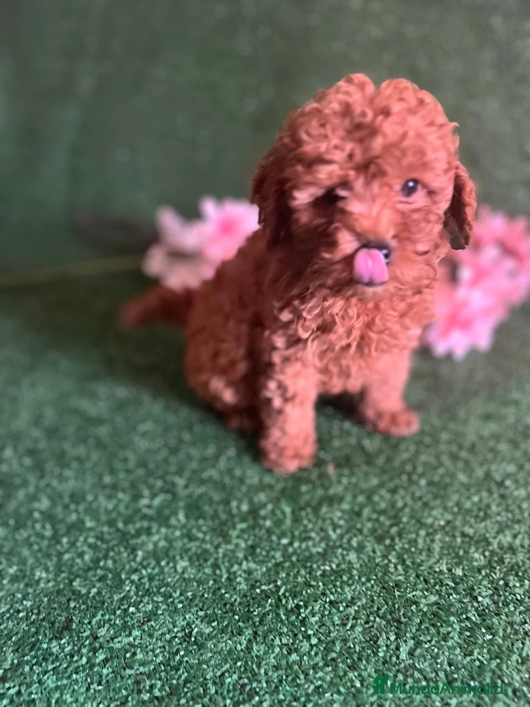 Caniche Toy perros en venta: Caniches rojos  - Anuncio 2