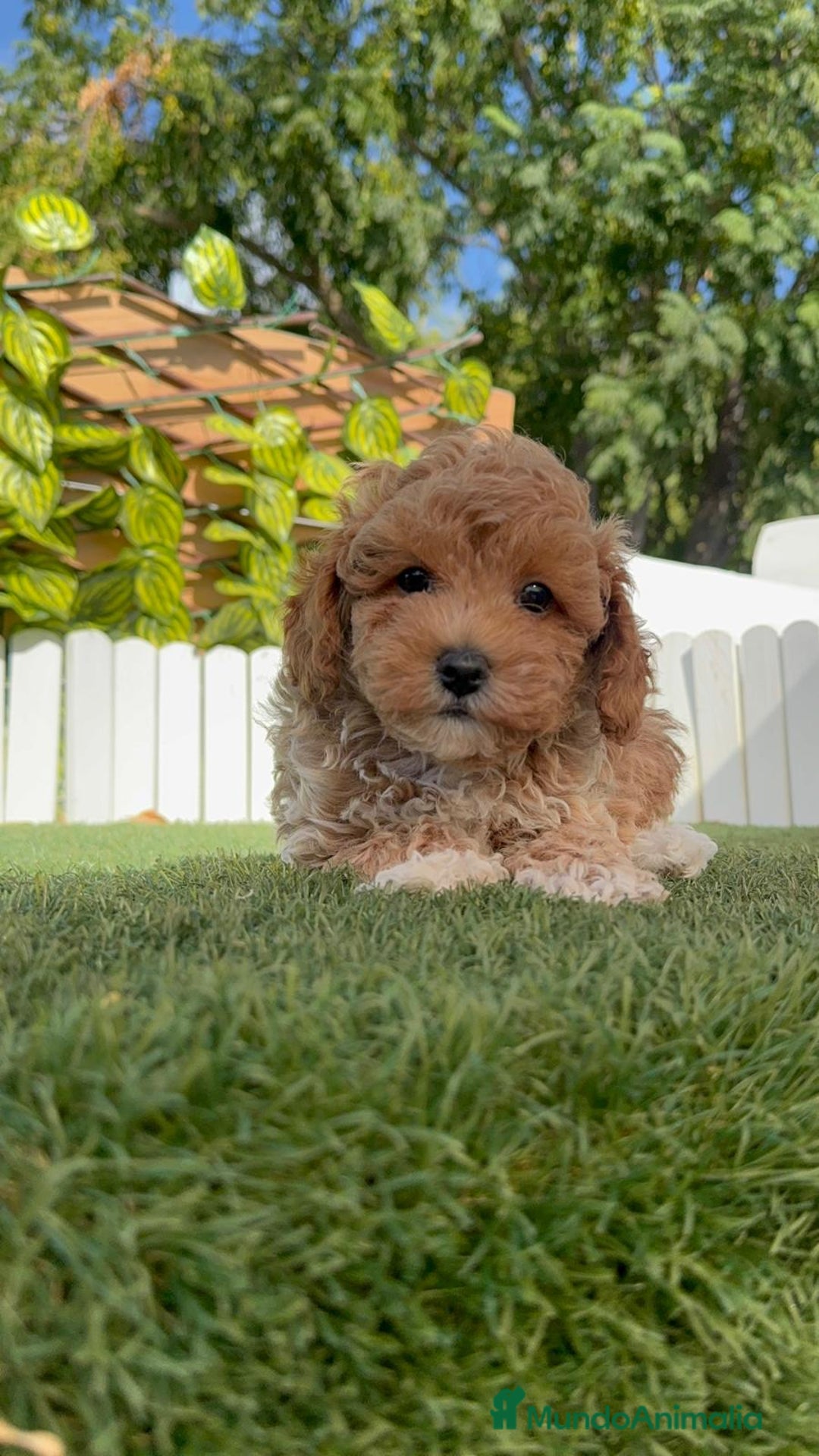 Raza Mixta perros en venta: CANICHE MACHO - Imagen 12