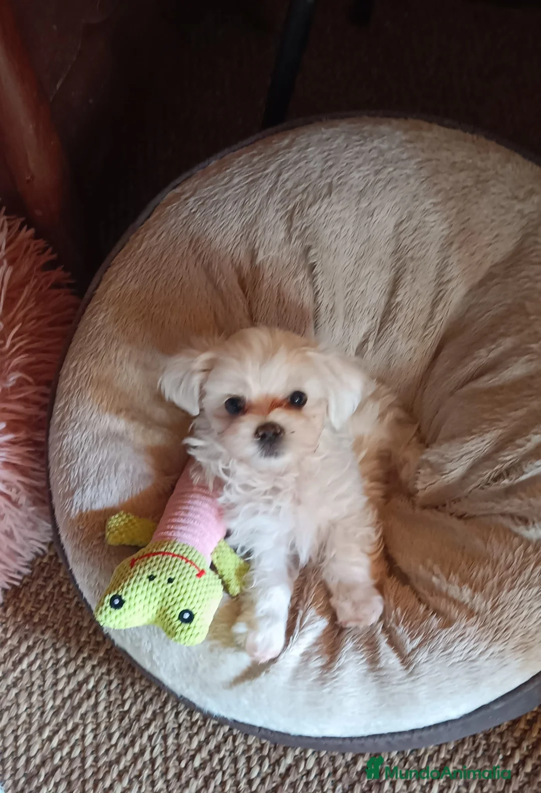 Bichón Maltés perros en venta: Preciosos Bichón Maltés  en Barcelona - Anuncio 3