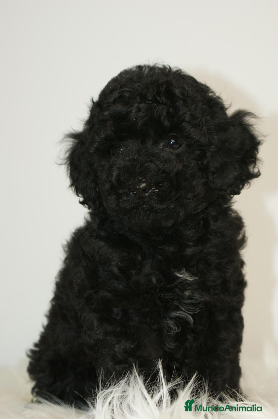 Caniche Toy perros CANICHE TOY NEGRO  - Anuncio 1
