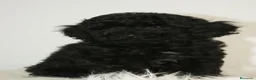 Caniche Toy perros en venta: CANICHE TOY NEGRO  - Anuncio 1