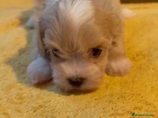 Maltipoo perros - Anuncio 26