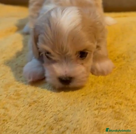 Maltipoo perros - Anuncio 4