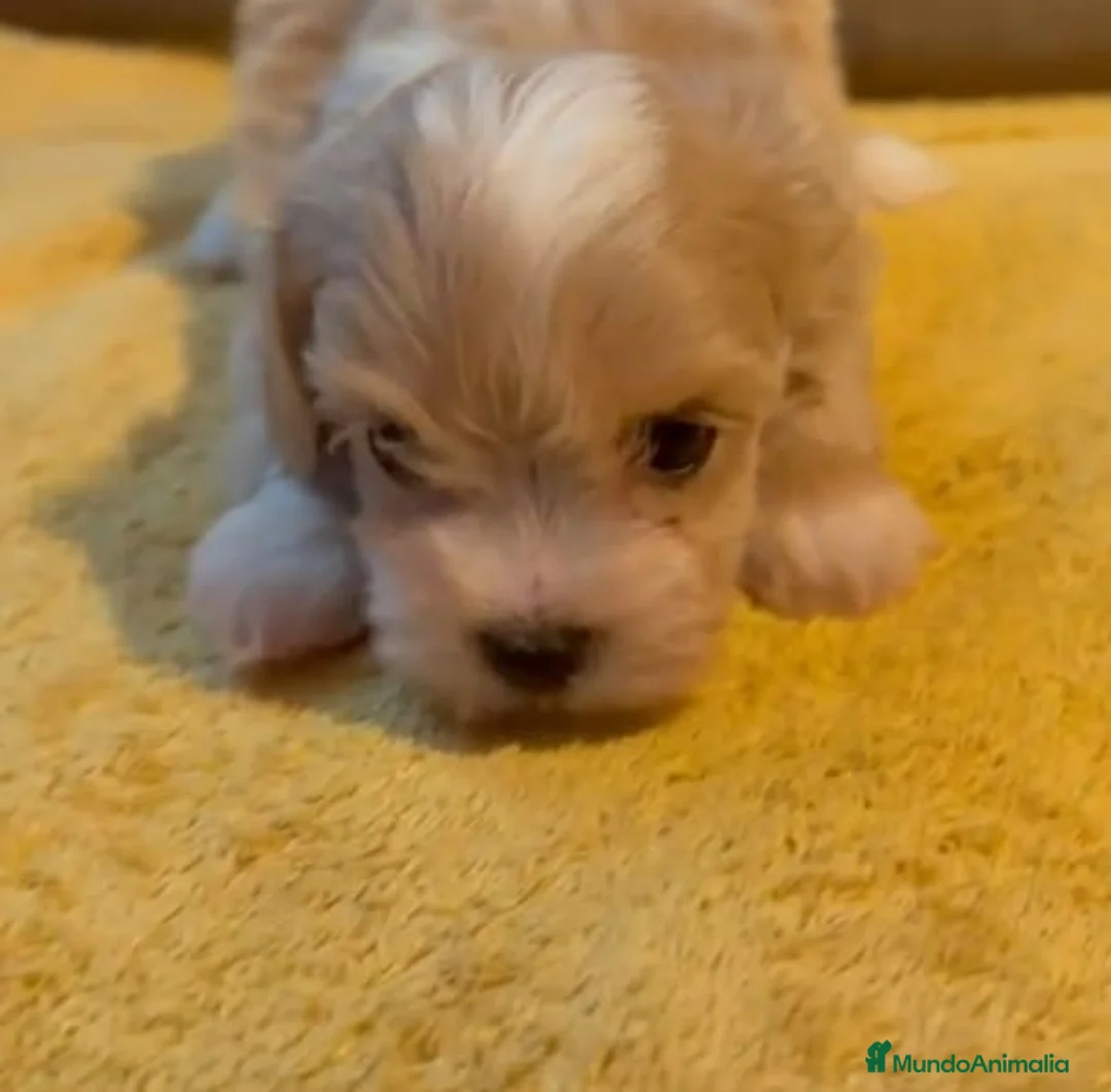 Maltipoo perros en venta: MALTIPOO - Anuncio 1