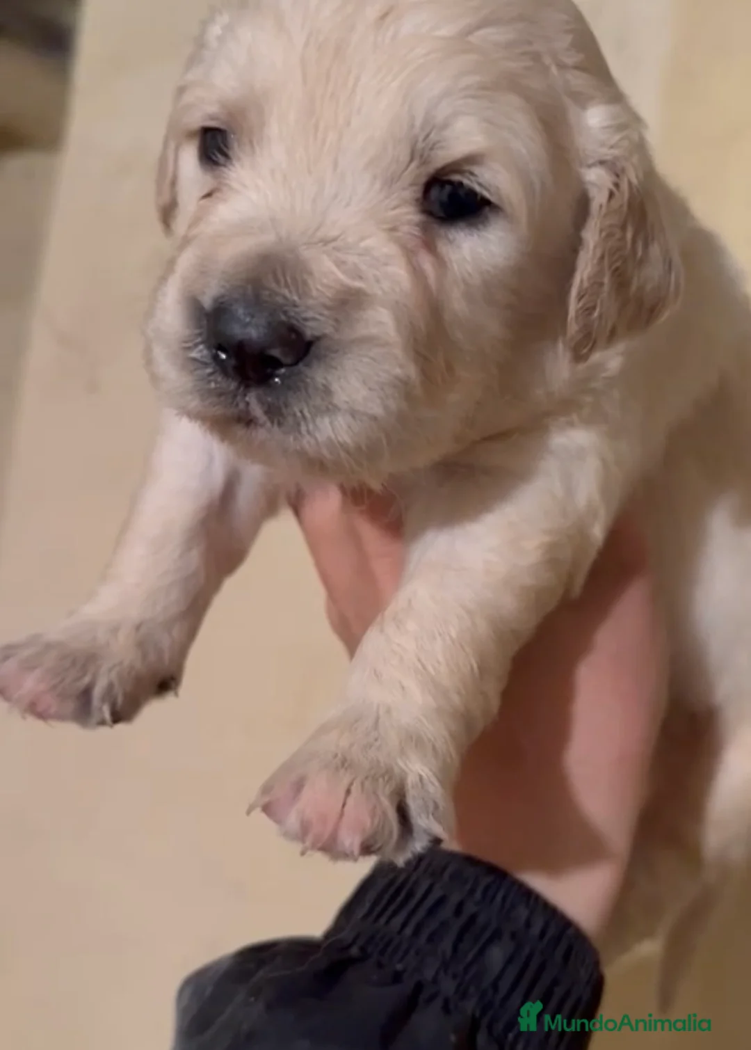 Golden Retriever perros en venta: Preciosos cachorros de golden retriever  - Anuncio 1