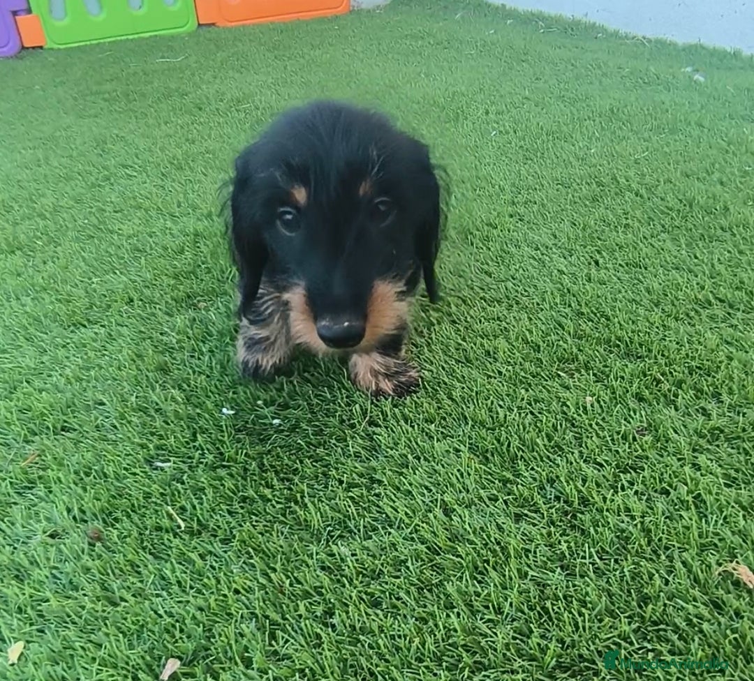 Teckel perros en venta: Tekel kaninchen Pelo Duro – Negro y Fuego ✨ - Imagen 2