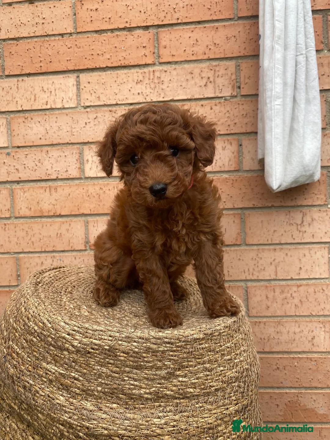 Caniche Toy perros Caniche toy - Anuncio 2