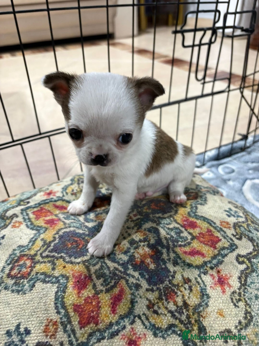 Chihuahua perros en venta: Chihuahua mini toy tricolor  - Anuncio 4