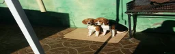 Beagle perros en venta: Beagle talla pequeña  - Anuncio 5