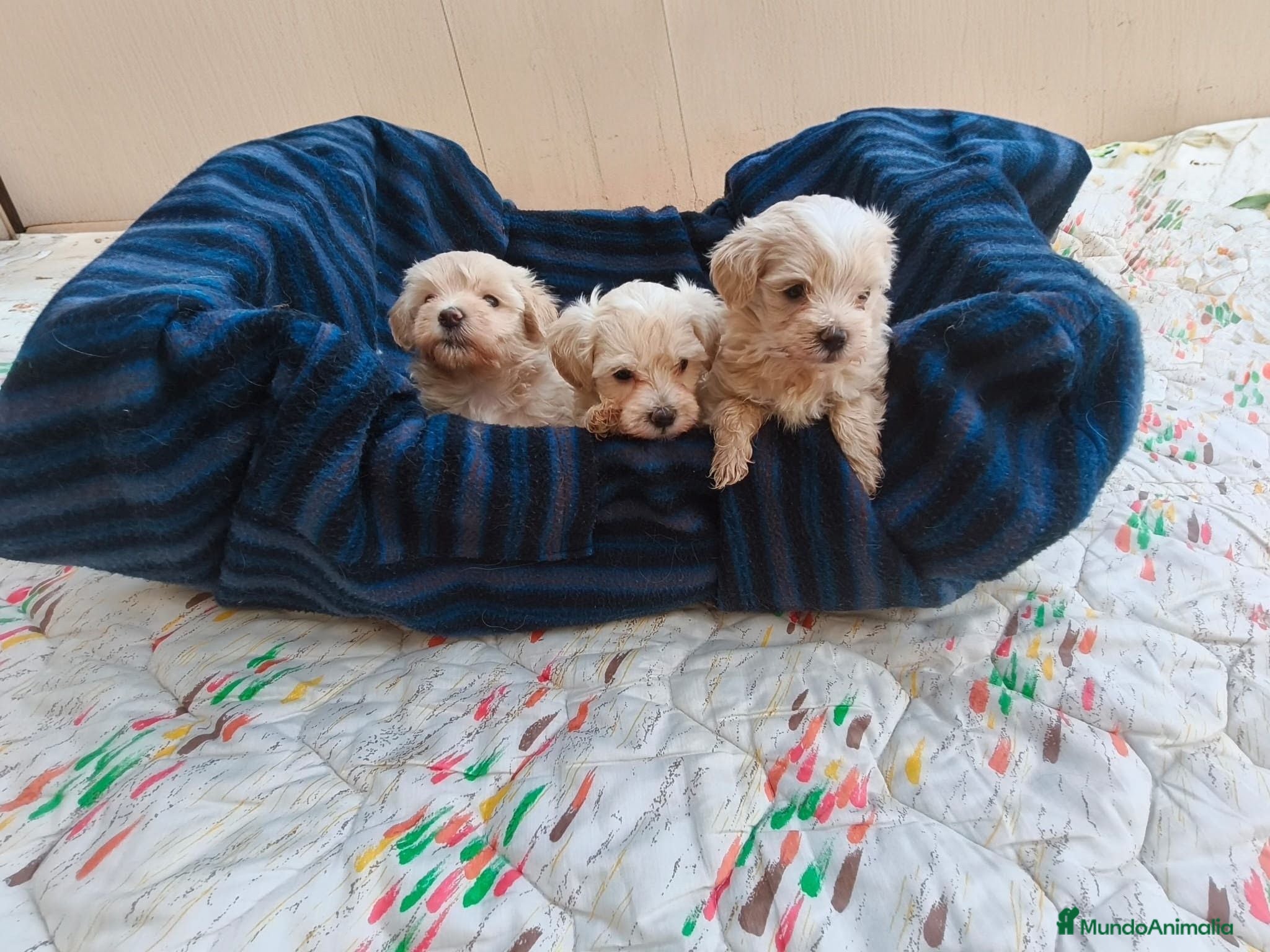 Maltipoo perros MALTIPOOS  - Anuncio 8