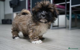 Maltipoo perros en venta: 🐾 Max y Pum – Maltipoo en tonos oscuros 🌙🤎 - Anuncio 1