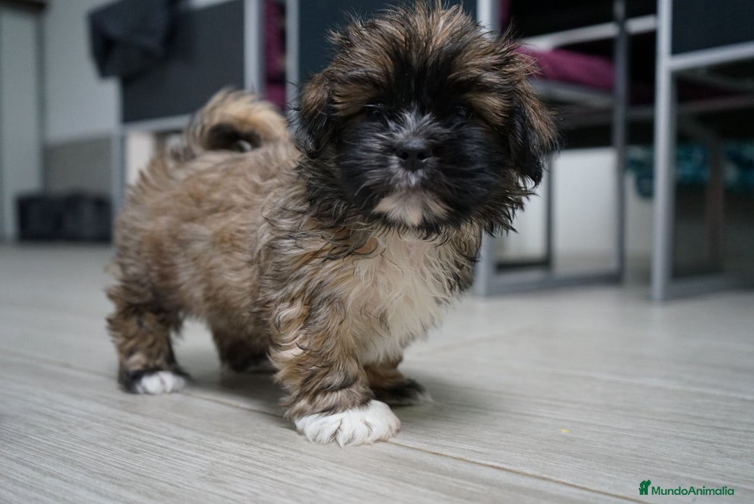 Maltipoo perros en venta: 🐾 Max y Pum – Maltipoo en tonos oscuros 🌙🤎 - Anuncio 1