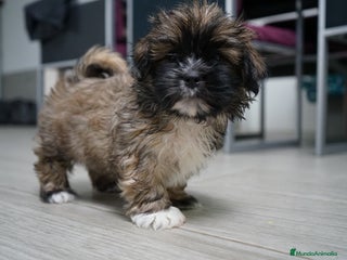 Maltipoo perros 🐾 Max y Pum – Maltipoo en tonos oscuros 🌙🤎 - Anuncio 2