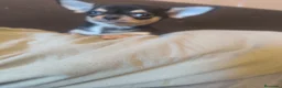Chihuahua perros en venta: Cachorro de Chihuahua - Anuncio 6
