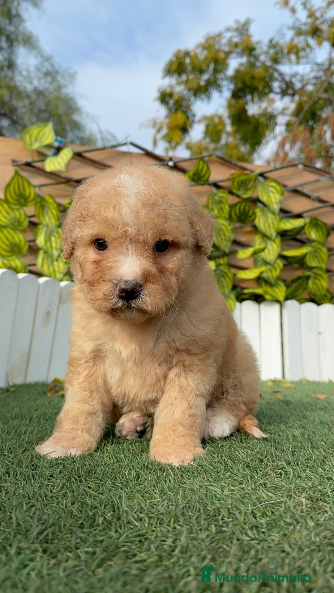 Perro de Agua Español perros en venta: PERRO DE AGUA ESPAÑOL - Anuncio 4