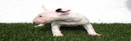 Bull Terrier perros en venta: Bull Terrier  - Anuncio 5