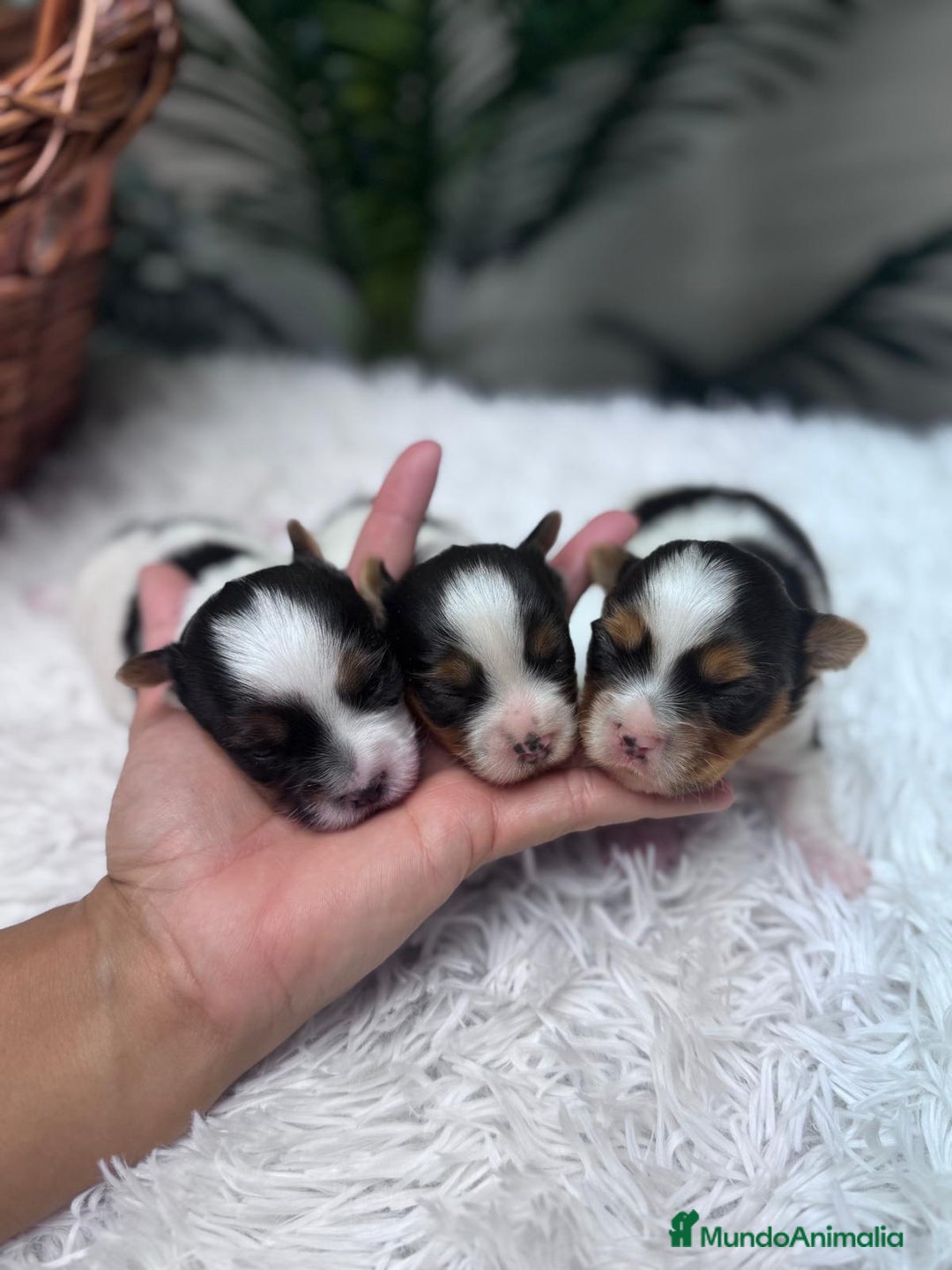 Yorkshire Terrier perros en venta: YORKSHIRE BIEWER HEMBRA - Anuncio 1