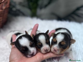 Yorkshire Terrier perros YORKSHIRE BIEWER HEMBRA - Anuncio 1