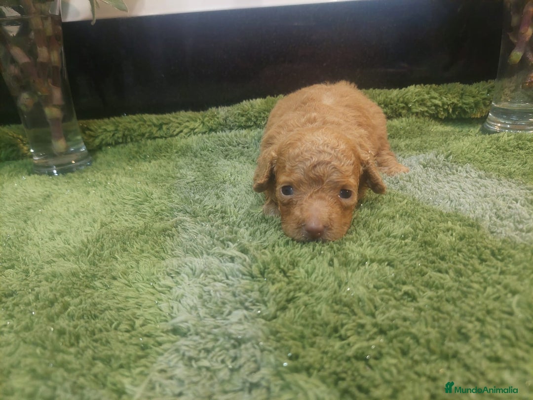 Maltipoo perros en venta: MALTIPOO MACHO CALIDAD - Imagen 3