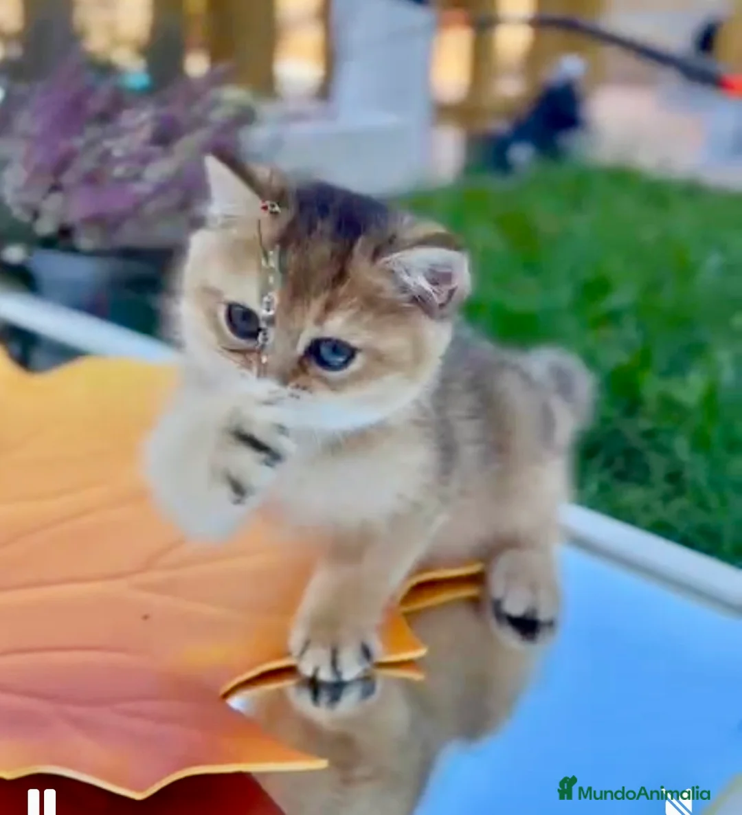 Británico de Pelo Corto gatos en venta: Británico gatitos  - Anuncio 2