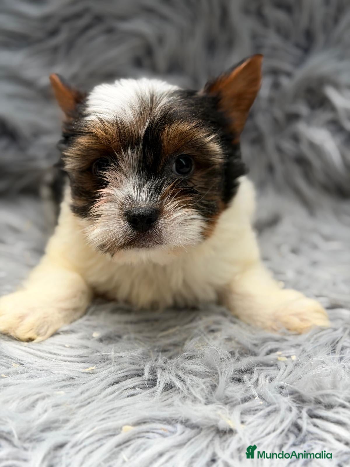 Biewer Yorkshire Terrier a la Pom Pon perros en venta: Macho biewer - Anuncio 2