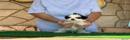 Shih Tzu perros en venta: Shihtzu blanco y negro - Anuncio 4