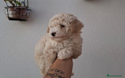 Caniche Mediano perros en venta: Caniche apricot  - Imagen 1