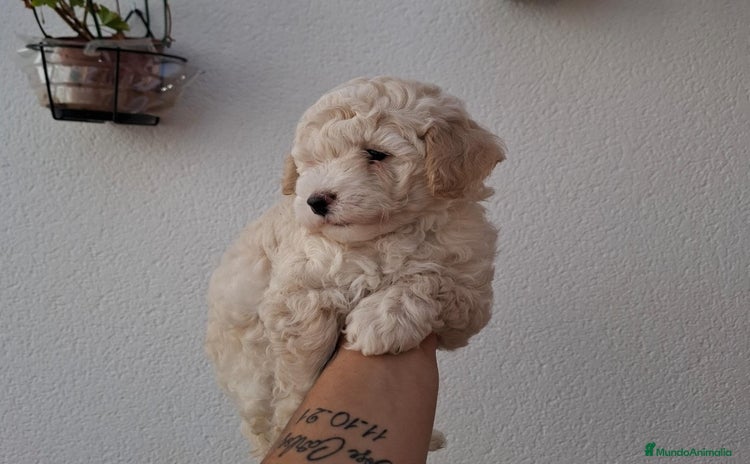 Caniche Mediano perros - Anuncio 1