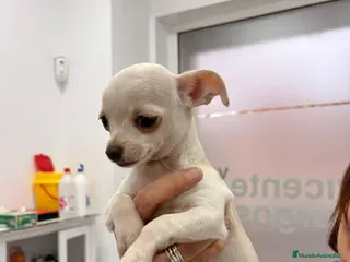 Chihuahua perros Chihuahua - Anuncio 33