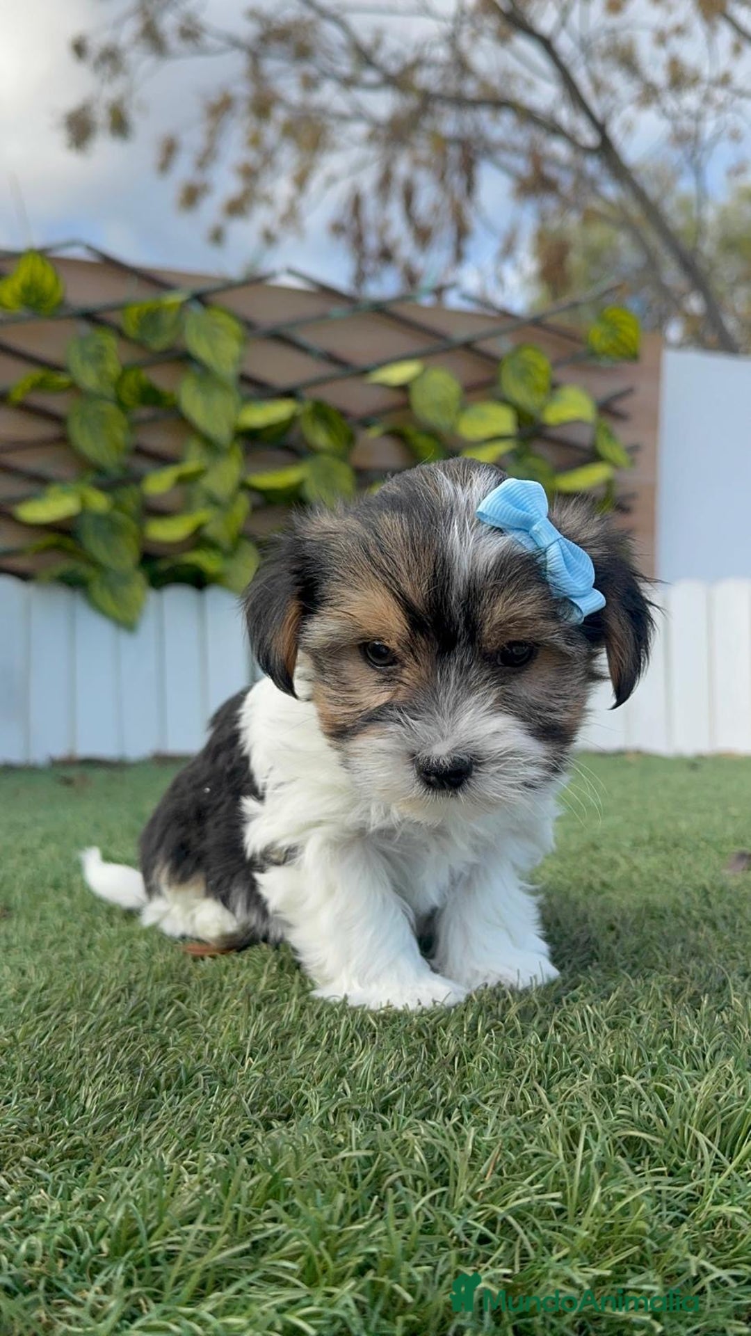 Yorkshire Terrier perros en venta: YORKSHIRE BIEWER - Anuncio 10