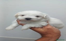 Bichón Maltés perros en venta: Bichon Maltés Americano  - Imagen 1