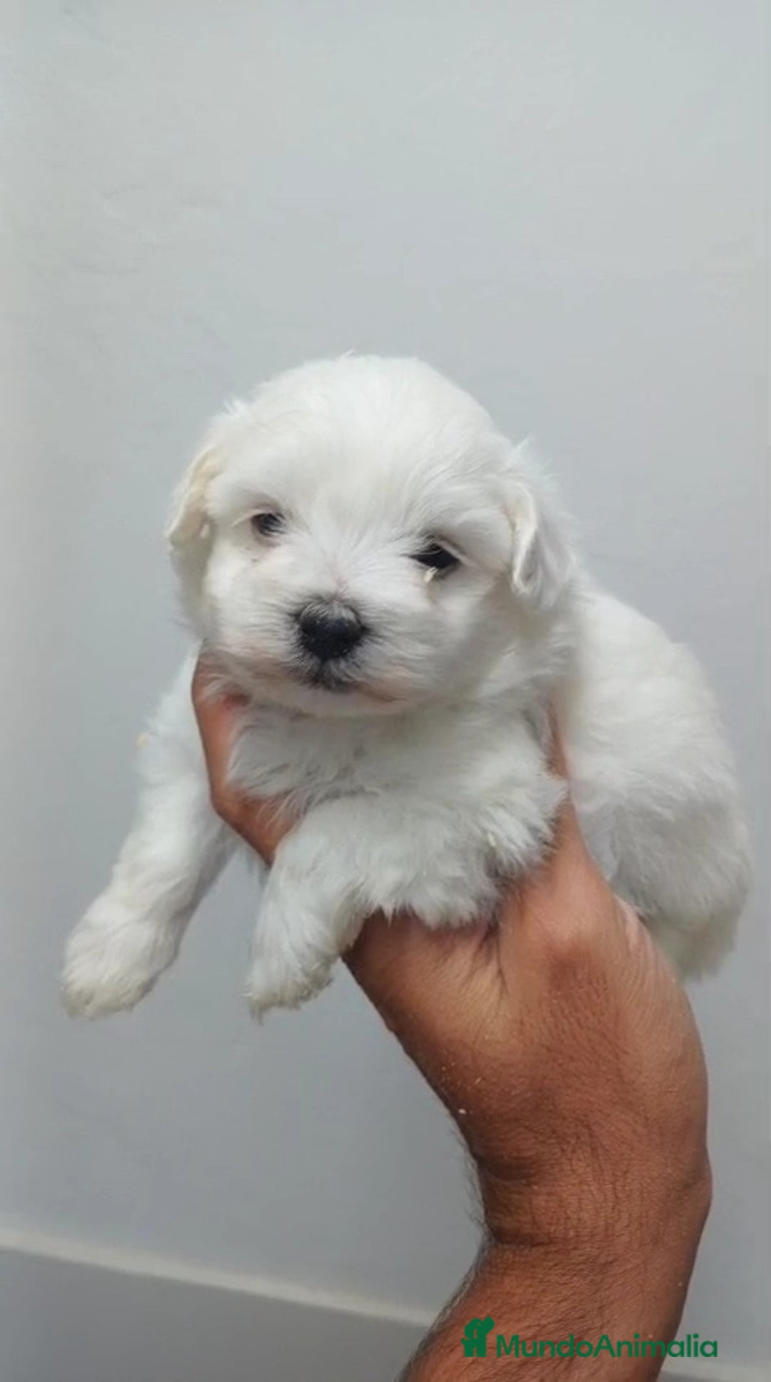 Bichón Maltés perros en venta: Bichon Maltés Americano  - Imagen 1