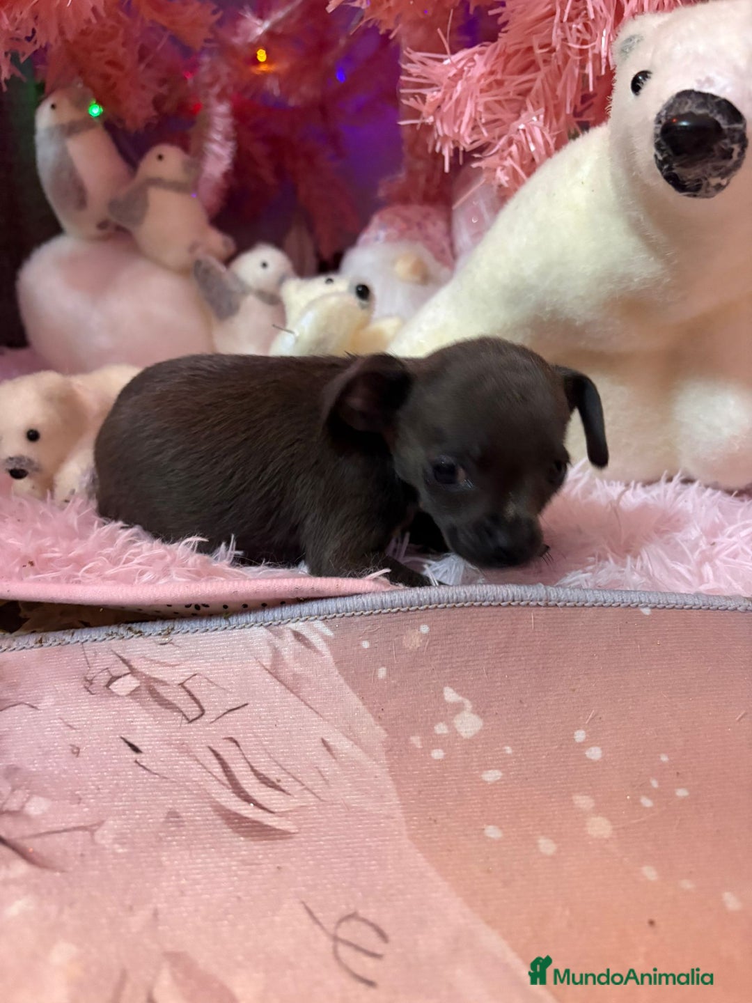 Chihuahua perros en venta: Chihuahua toy blue - Anuncio 5