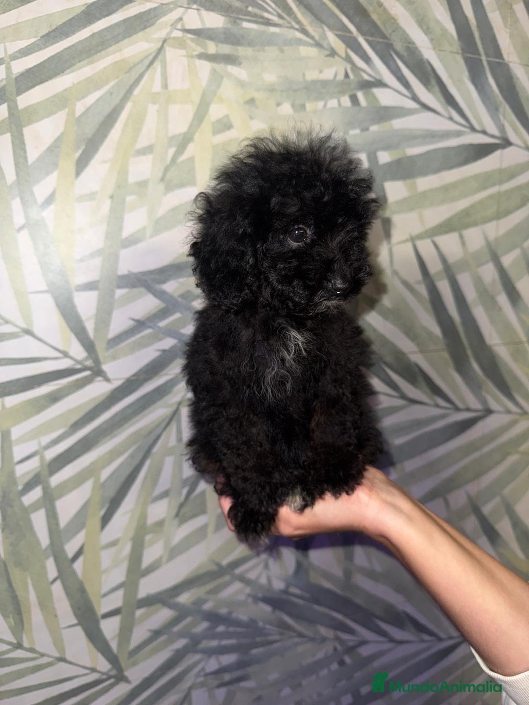 Caniche Toy perros en venta: HEMBRA CANICHE TOY/MINI - Imagen 2