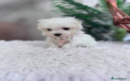 Bichón Maltés perros en venta: BICHON MALTES HEMBRA - Imagen 6