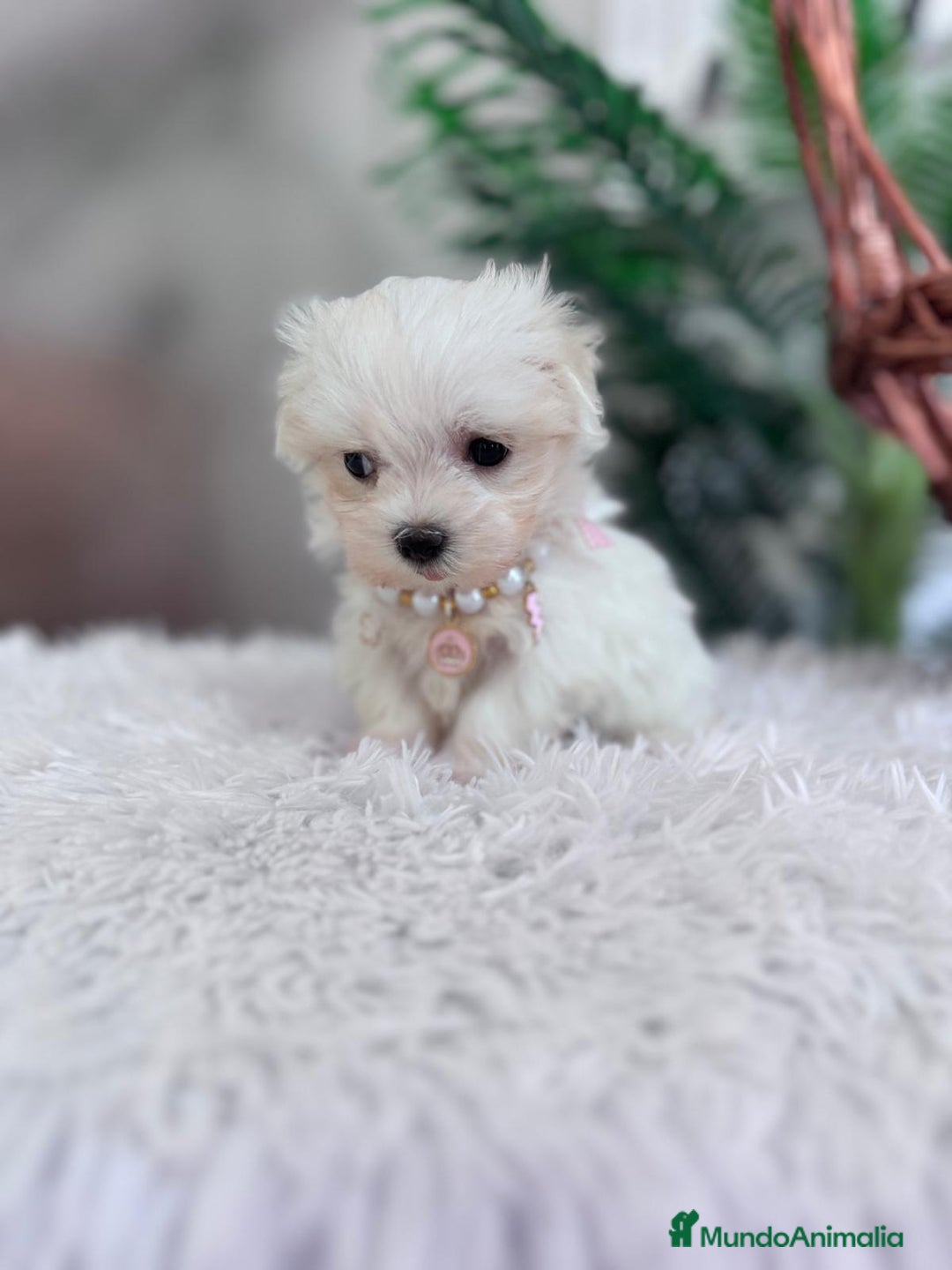 Bichón Maltés perros en venta: BICHON MALTES HEMBRA - Imagen 6