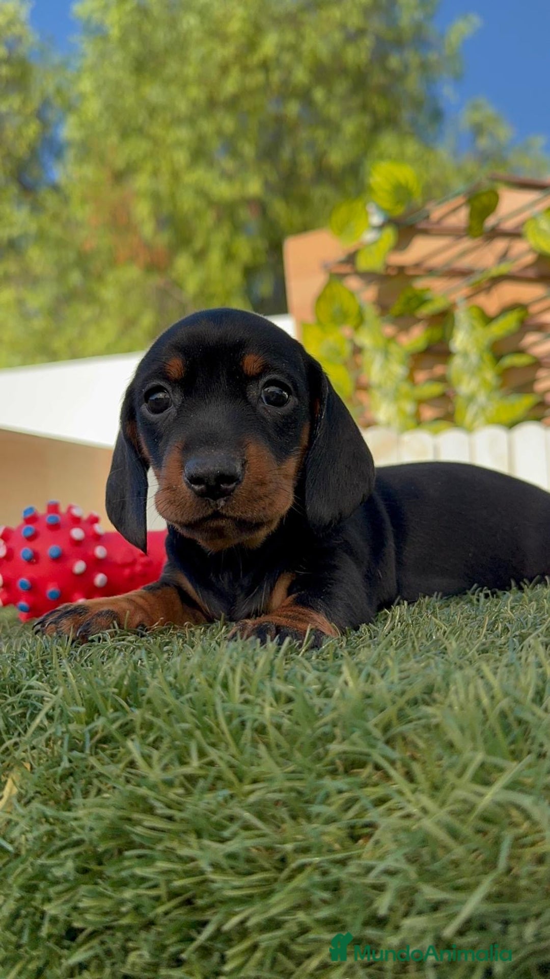 Teckel Miniatura perros en venta: TECKEL MINIATURA  - Imagen 16