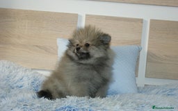 Pomerania perros en venta: CACHORRITO DE POMERANIA  - Imagen 2