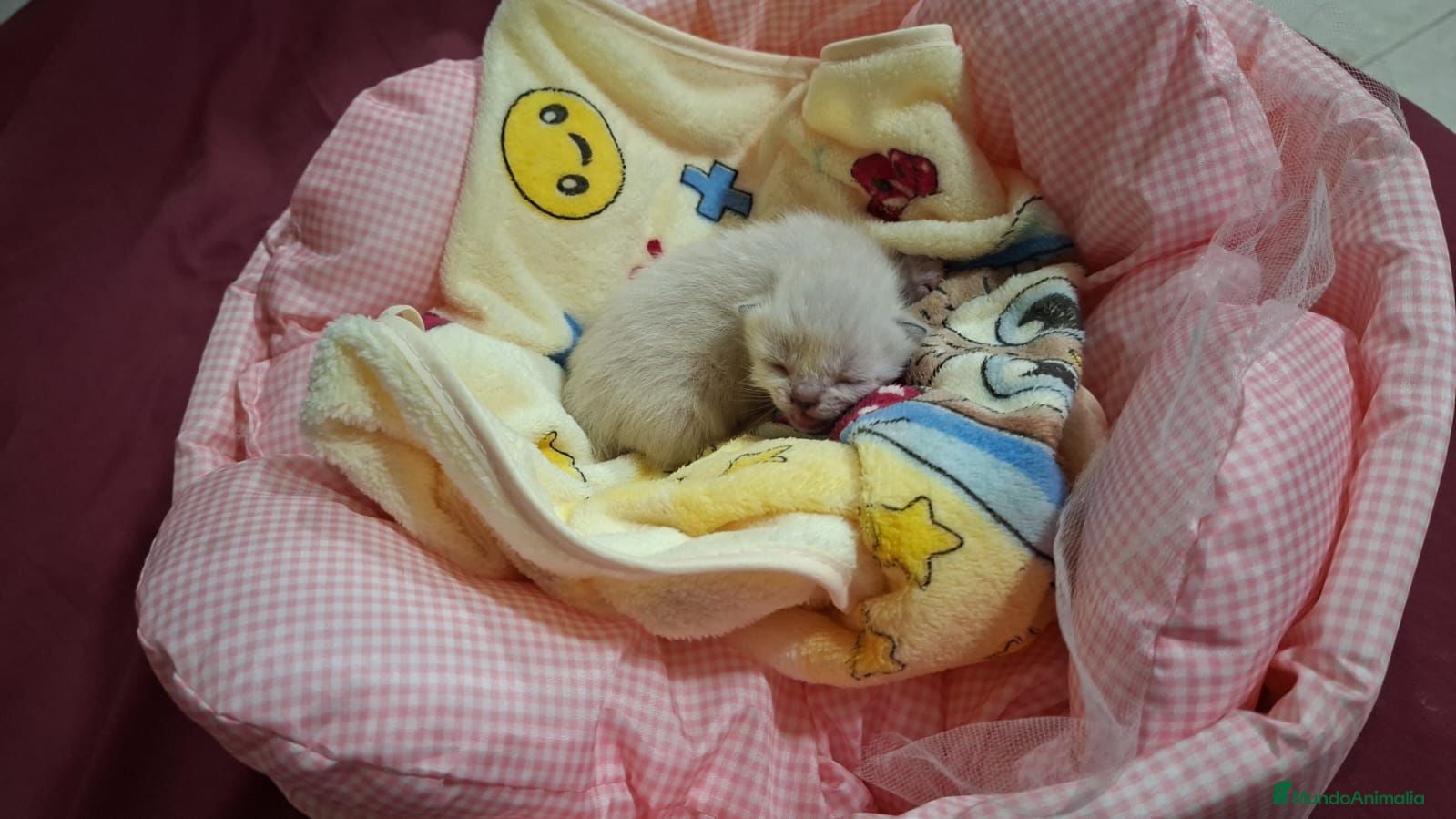 Siamés gatos Machitos de siames - Anuncio 2