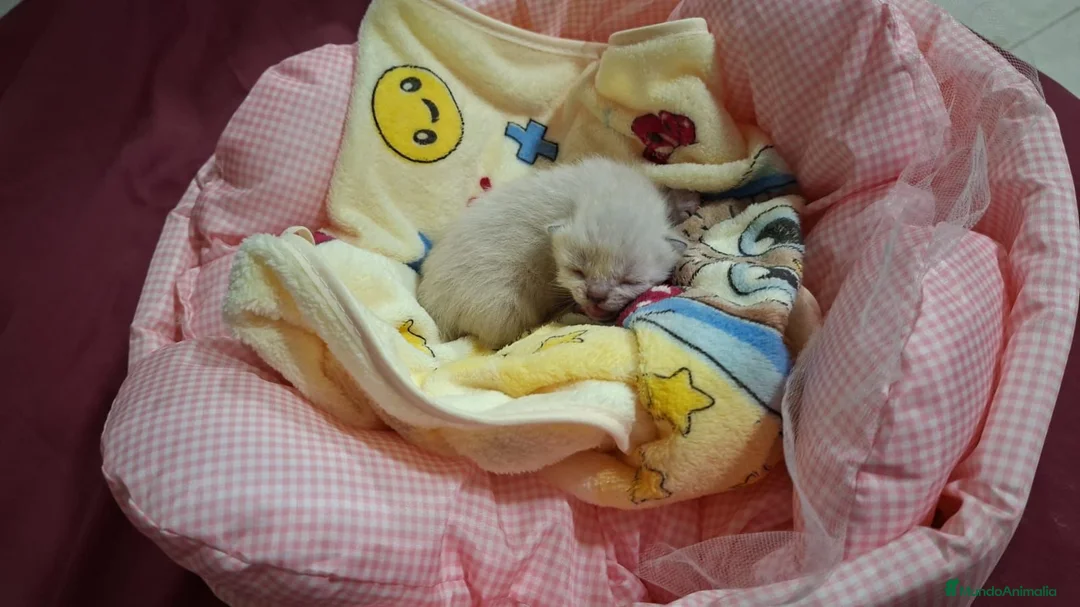 Siamés gatos en venta: Machitos de siames - Anuncio 1