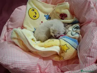 Siamés gatos Machitos de siames - Anuncio 2