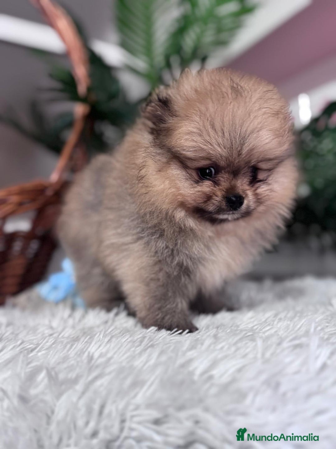 Pomerania perros en venta: POMERANIA CARITA DE OSITO - Anuncio 9