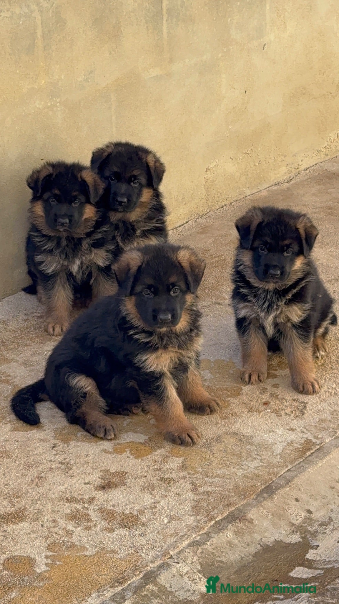 Pastor Alemán perros CACHORROS DE PASTOR ALEMAN - Anuncio 1